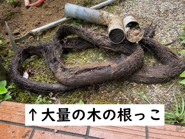 排水管に木の根っこ