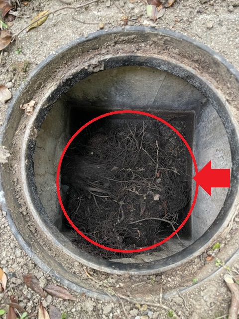 排水管に木の根っこ