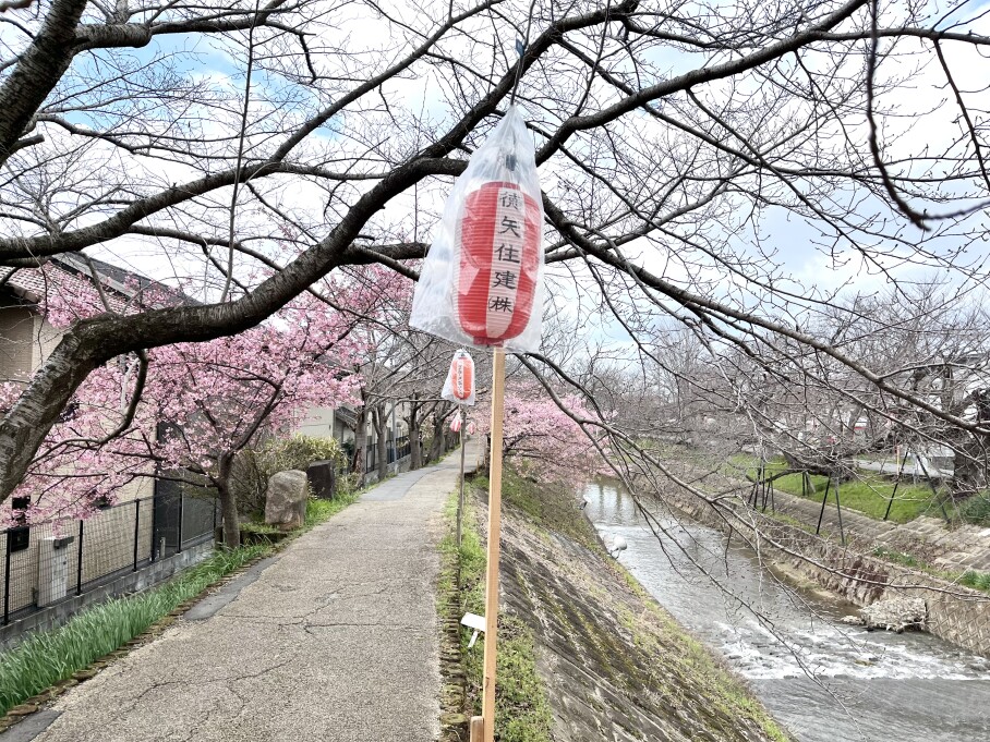 佐保川川路桜祭り2024