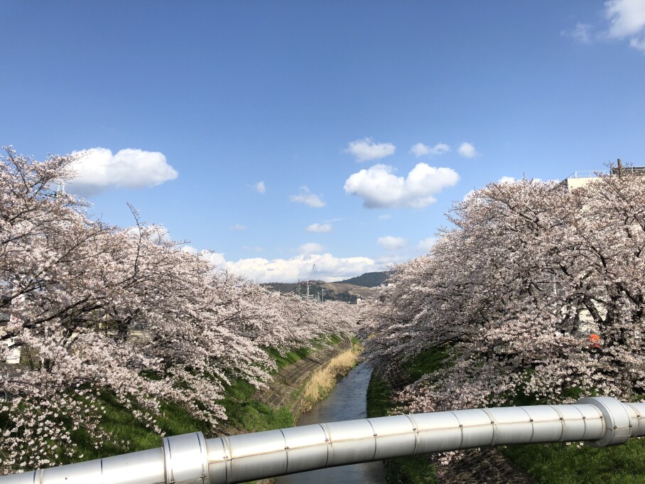 佐保川桜並木