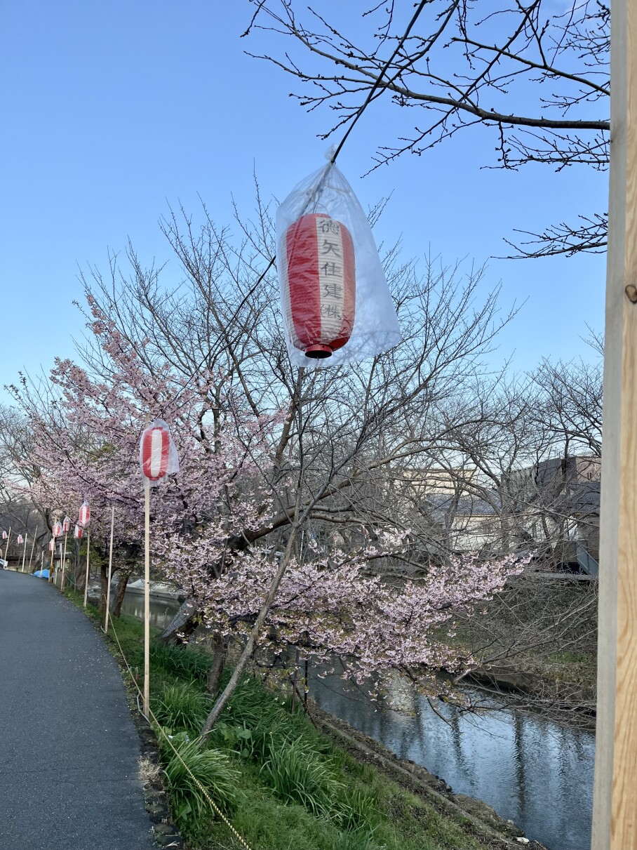 佐保川川路桜祭り
